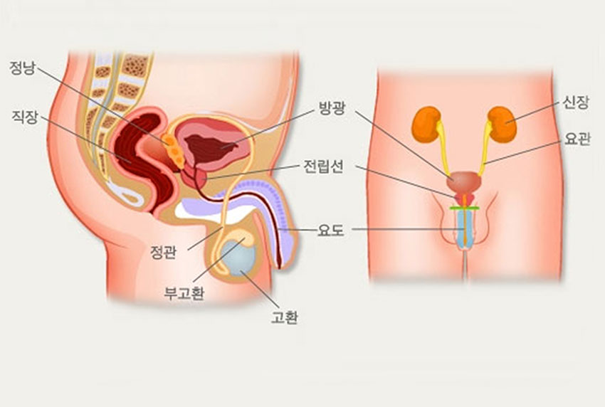 발생부위